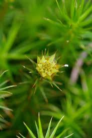 Attēlu rezultāti vaicājumam “Polytrichum strictum”