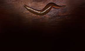 Attēlu rezultāti vaicājumam “Annelides”