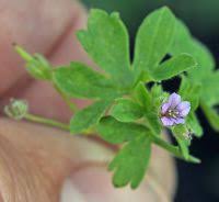 Attēlu rezultāti vaicājumam “Geranium pusillum”