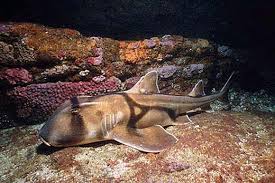 Image result for Heterodontus portusjacksoni