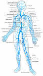 <b>veins</b> of the body.gif