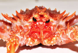 Image result for Lithodes maja