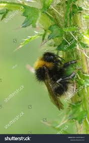 Attēlu rezultāti vaicājumam “Psithyrus sylvestris”