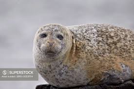 Image result for Phoca vitulina