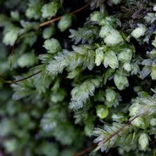 Attēlu rezultāti vaicājumam “Aulacomnium”