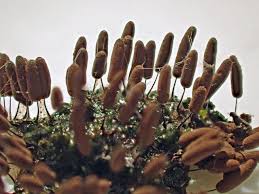 Attēlu rezultāti vaicājumam “Stemonitis axifera var. smithii spores”