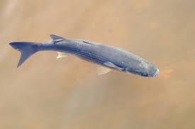 Image result for Chelon labrosus