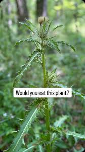 Attēlu rezultāti vaicājumam “Melilotus albus fruit”