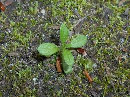 Attēlu rezultāti vaicājumam “Cerastium holosteoides leaf”