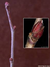 Attēlu rezultāti vaicājumam “Tilia cordata bud”