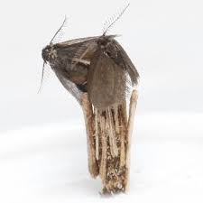 Attēlu rezultāti vaicājumam “Psyche casta”