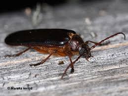 Attēlu rezultāti vaicājumam “Rhynchaenus lonicerae”