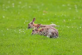 Attēlu rezultāti vaicājumam “Lepus timidus”