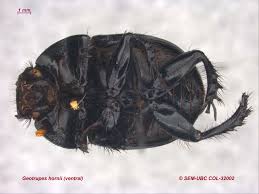 Attēlu rezultāti vaicājumam “Geotrupes”