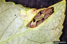 Attēlu rezultāti vaicājumam “Phyllonorycter sp.”