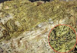 Attēlu rezultāti vaicājumam “Arthonia vinosa”