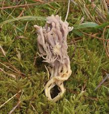 Attēlu rezultāti vaicājumam “Clavulinopsis cinerioides”