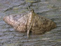 Attēlu rezultāti vaicājumam “Pleuroptya ruralis”