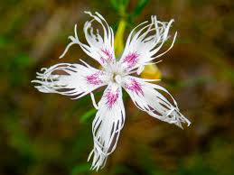 Attēlu rezultāti vaicājumam “Dianthus arenarius”