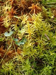 Attēlu rezultāti vaicājumam “Helodium blandowii”