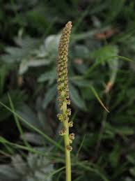 Attēlu rezultāti vaicājumam “Juncaginaceae”