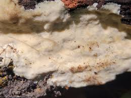 Attēlu rezultāti vaicājumam “Physisporinus vitreus”