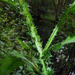 Attēlu rezultāti vaicājumam “Carduus crispus leaf”