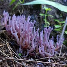 Attēlu rezultāti vaicājumam “Clavaria zollingeri”