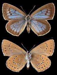 Attēlu rezultāti vaicājumam “Maculinea teleius”