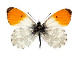 Attēlu rezultāti vaicājumam “Anthocharis cardamines”