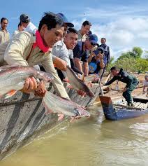 Image result for Cyprinus megalophthalmus