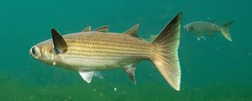 Image result for Mugil