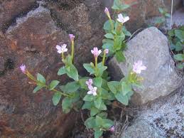 Attēlu rezultāti vaicājumam “Epilobium palustre”