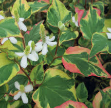 Attēlu rezultāti vaicājumam “Carex panicea flower”