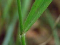 Attēlu rezultāti vaicājumam “Bromopsis benekenii”