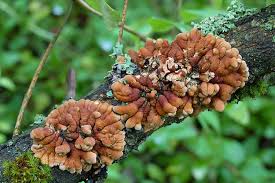 Attēlu rezultāti vaicājumam “Hypocreopsis lichenoides”