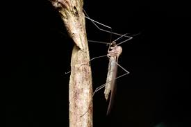 Attēlu rezultāti vaicājumam “Trichocera”