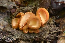 Attēlu rezultāti vaicājumam “Hymenoscyphus sp.”