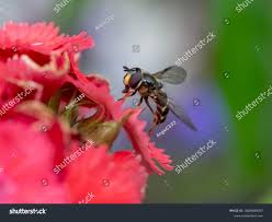 Attēlu rezultāti vaicājumam “Dasysyrphus tricinctus”