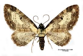 Attēlu rezultāti vaicājumam “Eupithecia succenturiata”