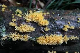 Attēlu rezultāti vaicājumam “Calocera cornea”