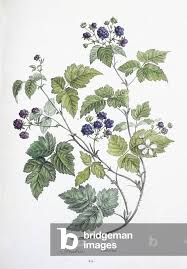 Attēlu rezultāti vaicājumam “Rubus caesius”