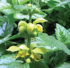 Attēlu rezultāti vaicājumam “Lamiastrum galeobdolon bud”