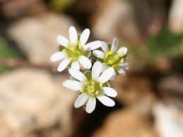 Attēlu rezultāti vaicājumam “Erophila verna leaf”
