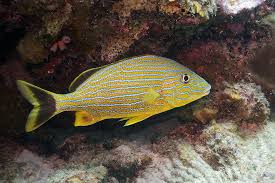 Image result for Haemulon sciurus