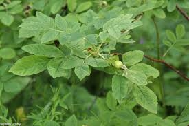 Attēlu rezultāti vaicājumam “Rosa glabrifolia”