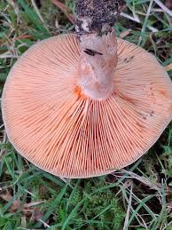 Attēlu rezultāti vaicājumam “Lactarius deliciosus”