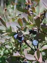 Attēlu rezultāti vaicājumam “Vaccinium uliginosum”