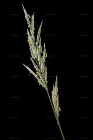 Attēlu rezultāti vaicājumam “Bromopsis inermis leaf”