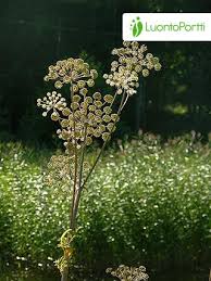 Attēlu rezultāti vaicājumam “Angelica sylvestris fruit”